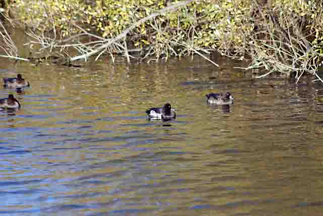 tufted duck