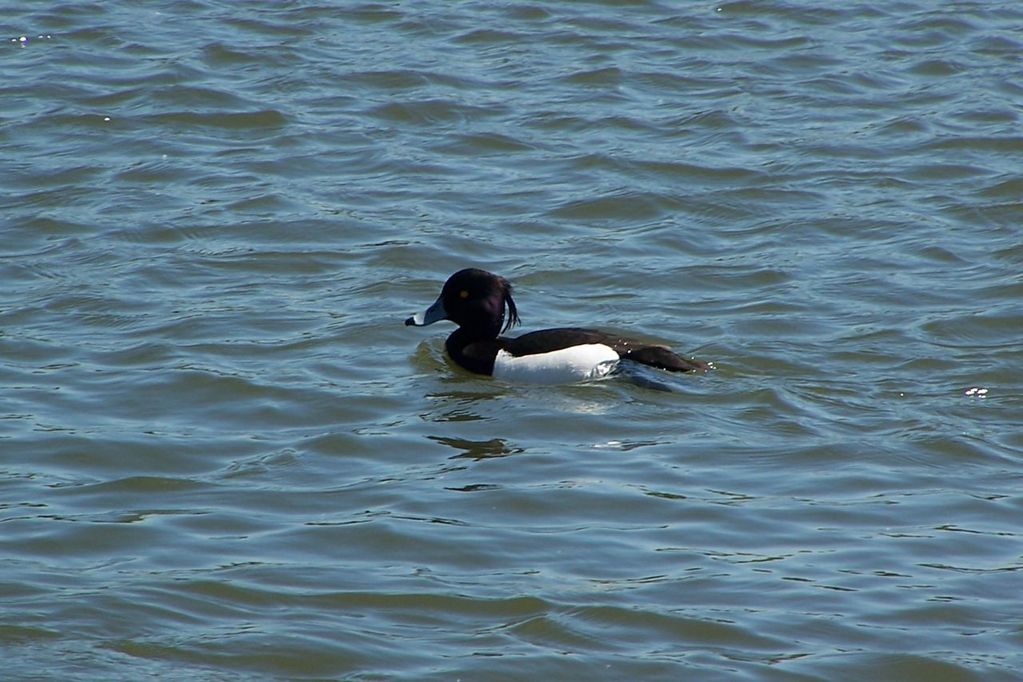 Tufted Duck