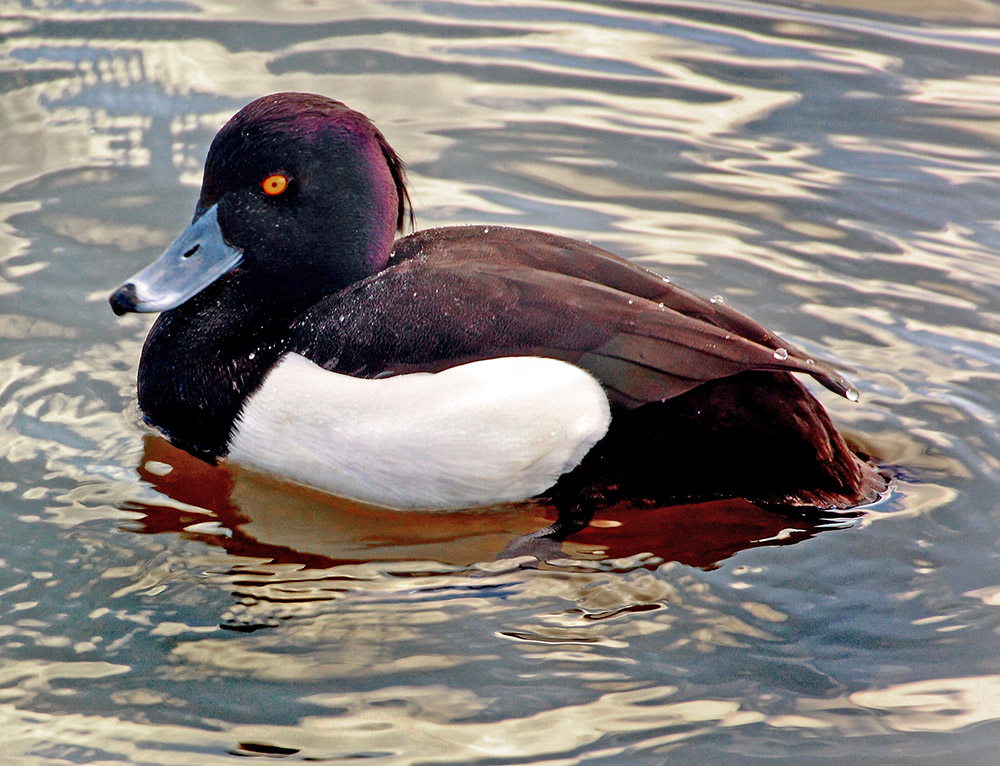 Tufted Duck