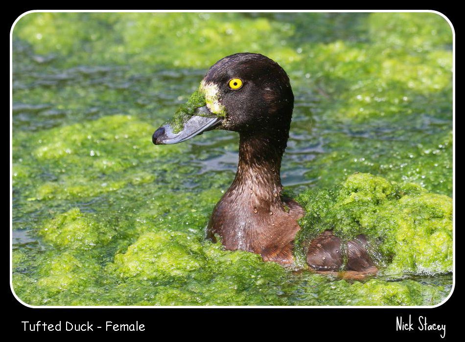 Tufted Duck