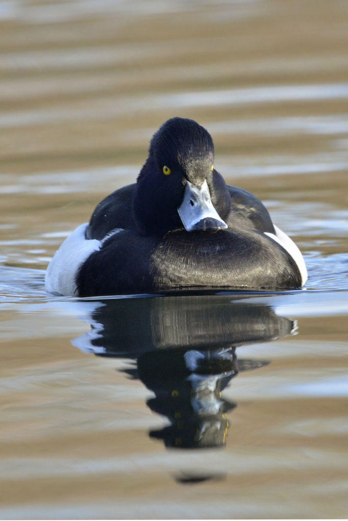 Tufted Duck