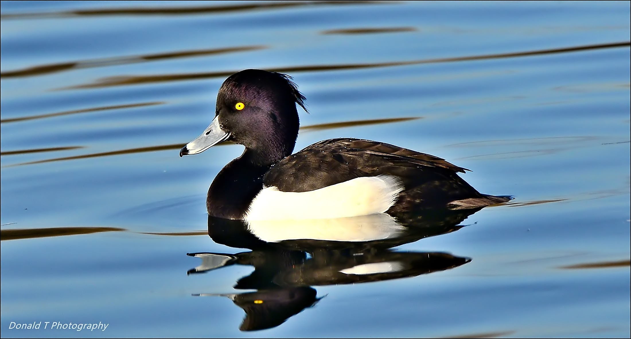 Tufted Duck