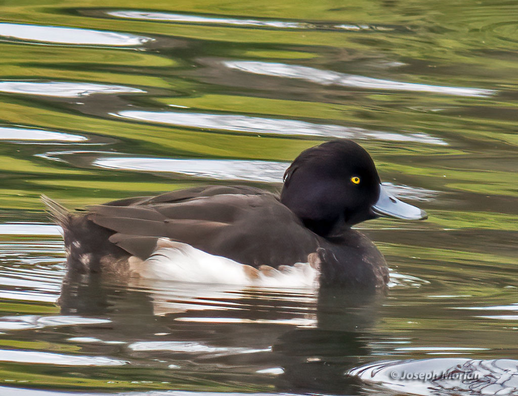 Tufted Duck