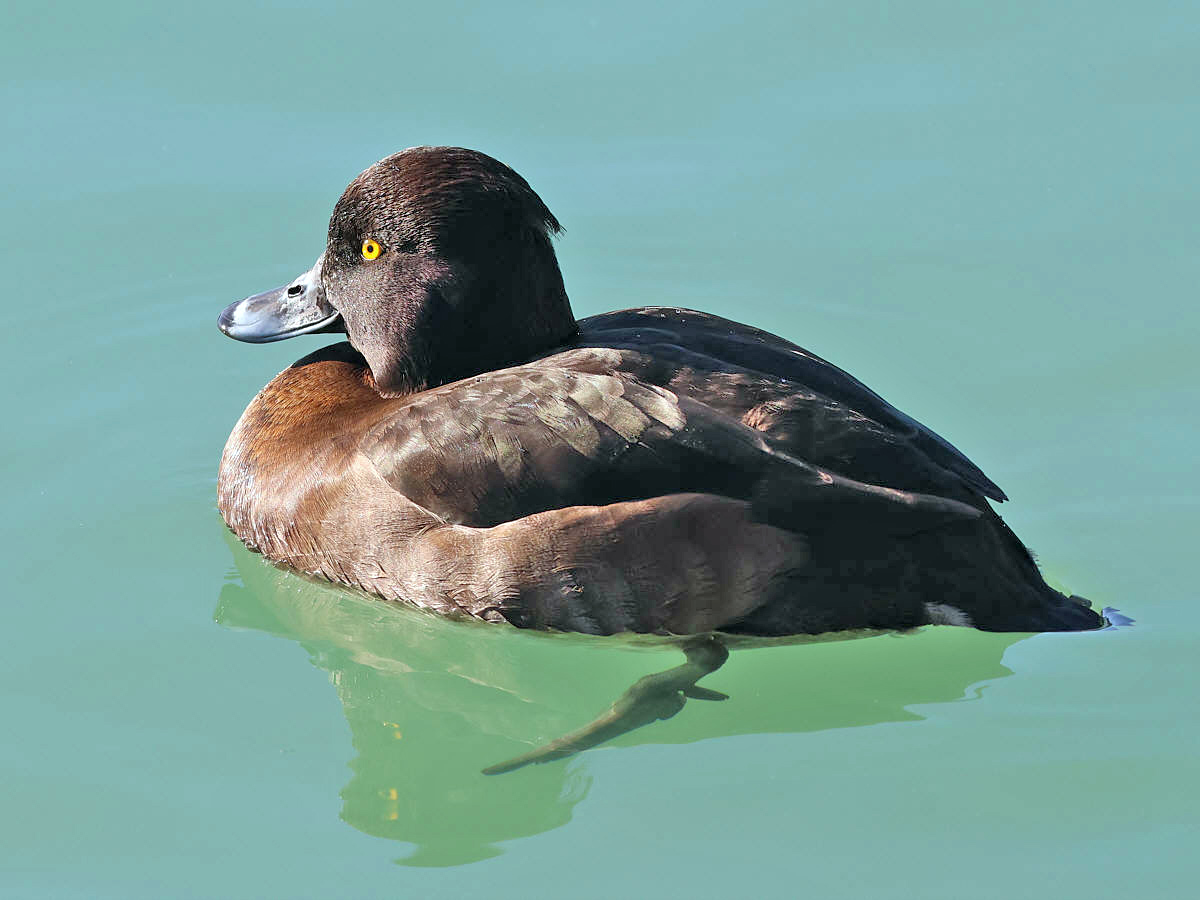 Tufted Duck