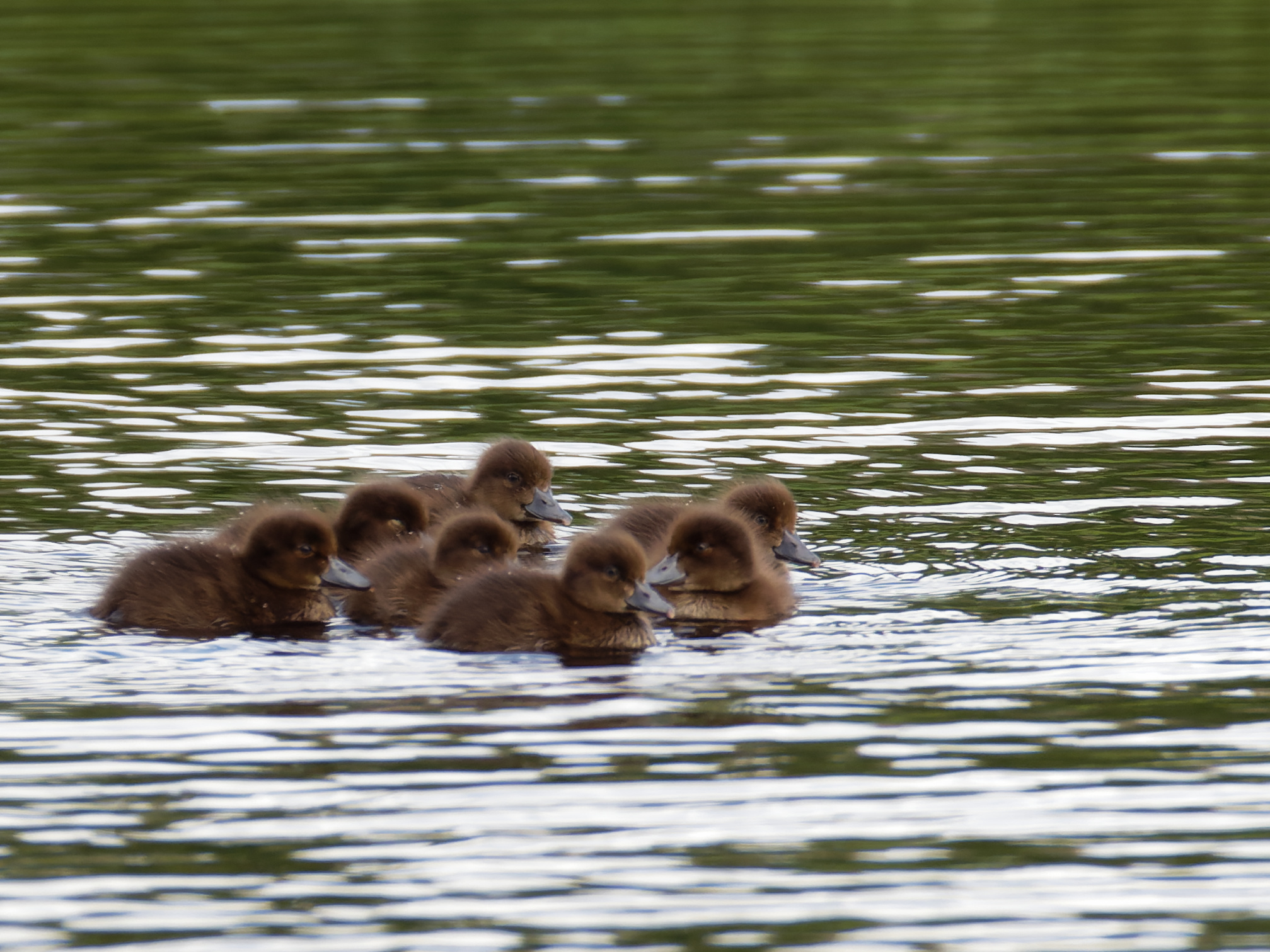 Tufted ducklings