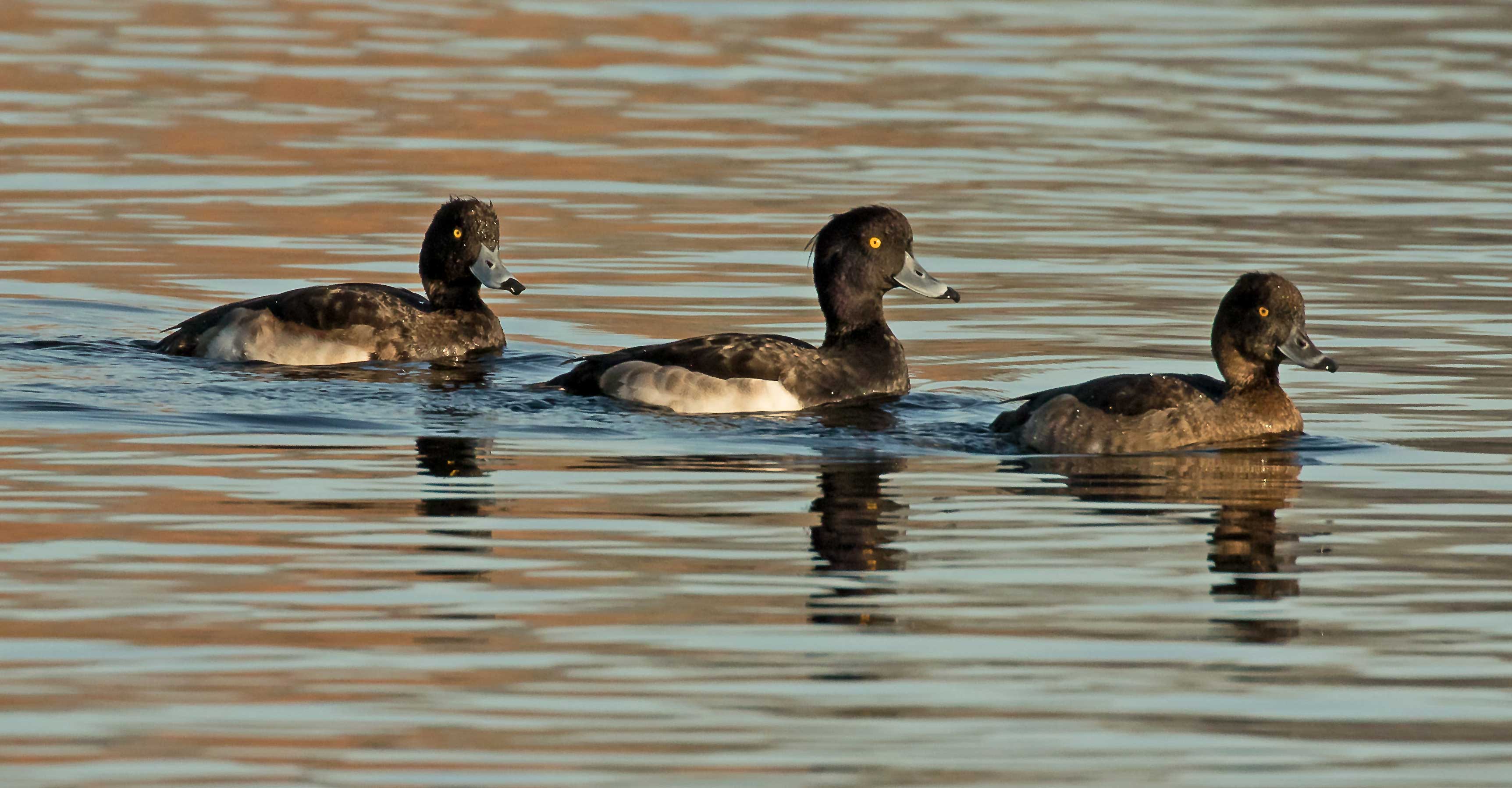 Tufted Ducks.jpg