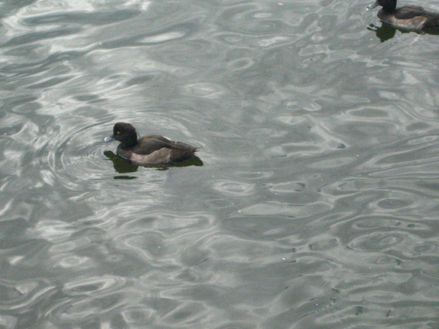 Tufted Ducks