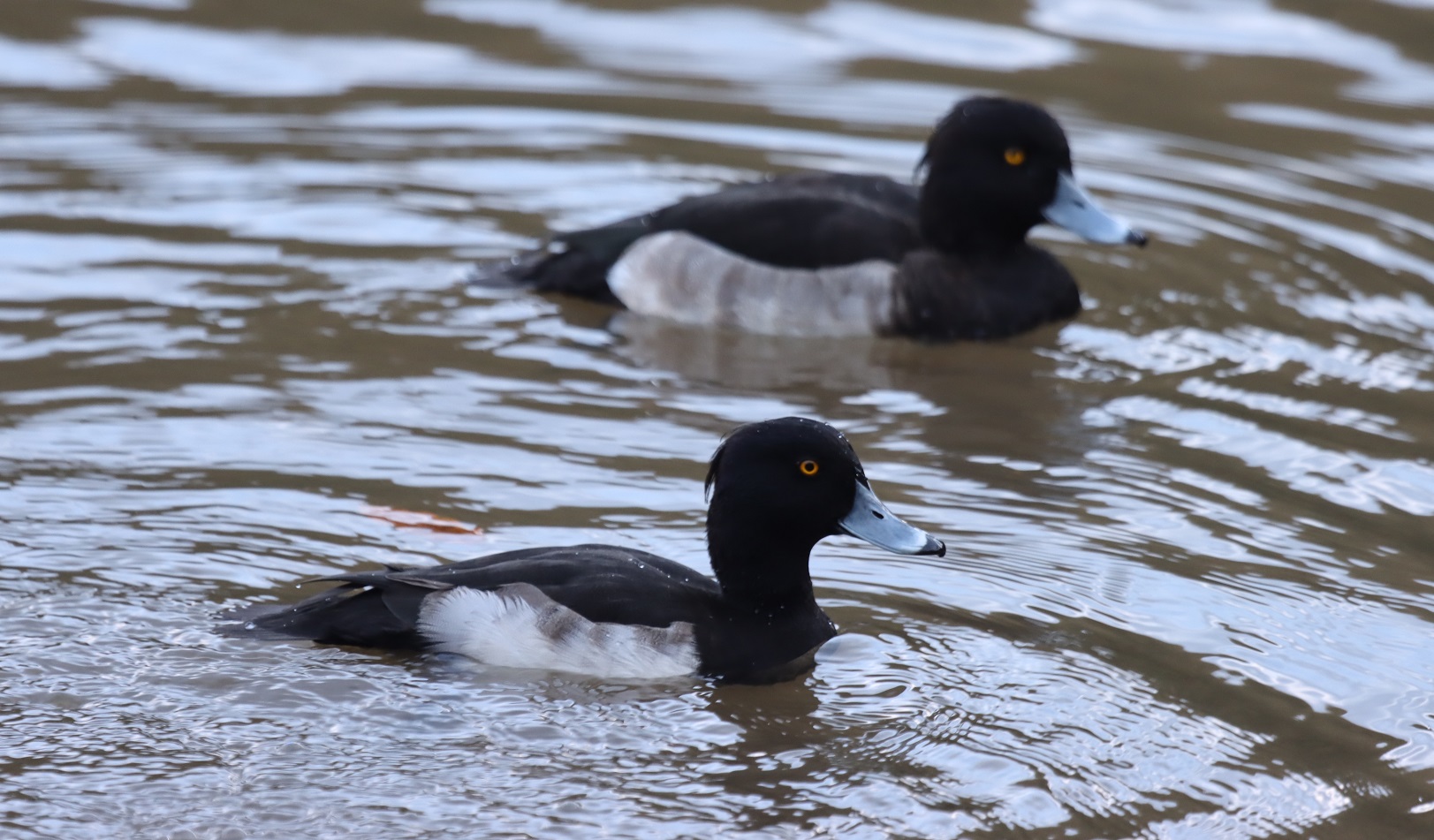 Tufted Duck's