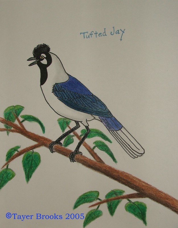 Tufted Jay in pencil and pen