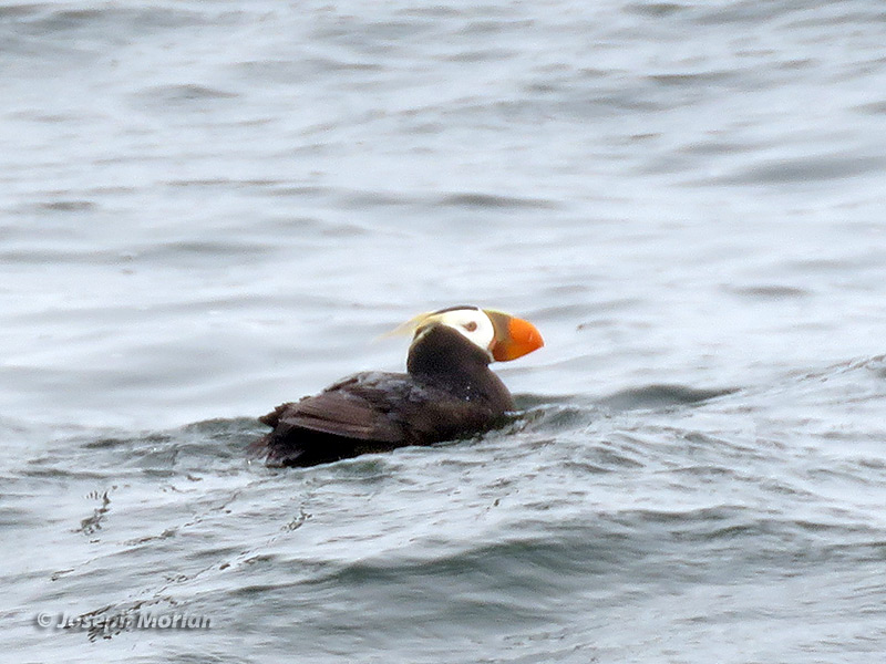 Tufted Puffin