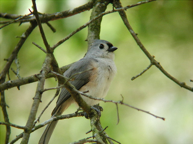 Tufted Tit