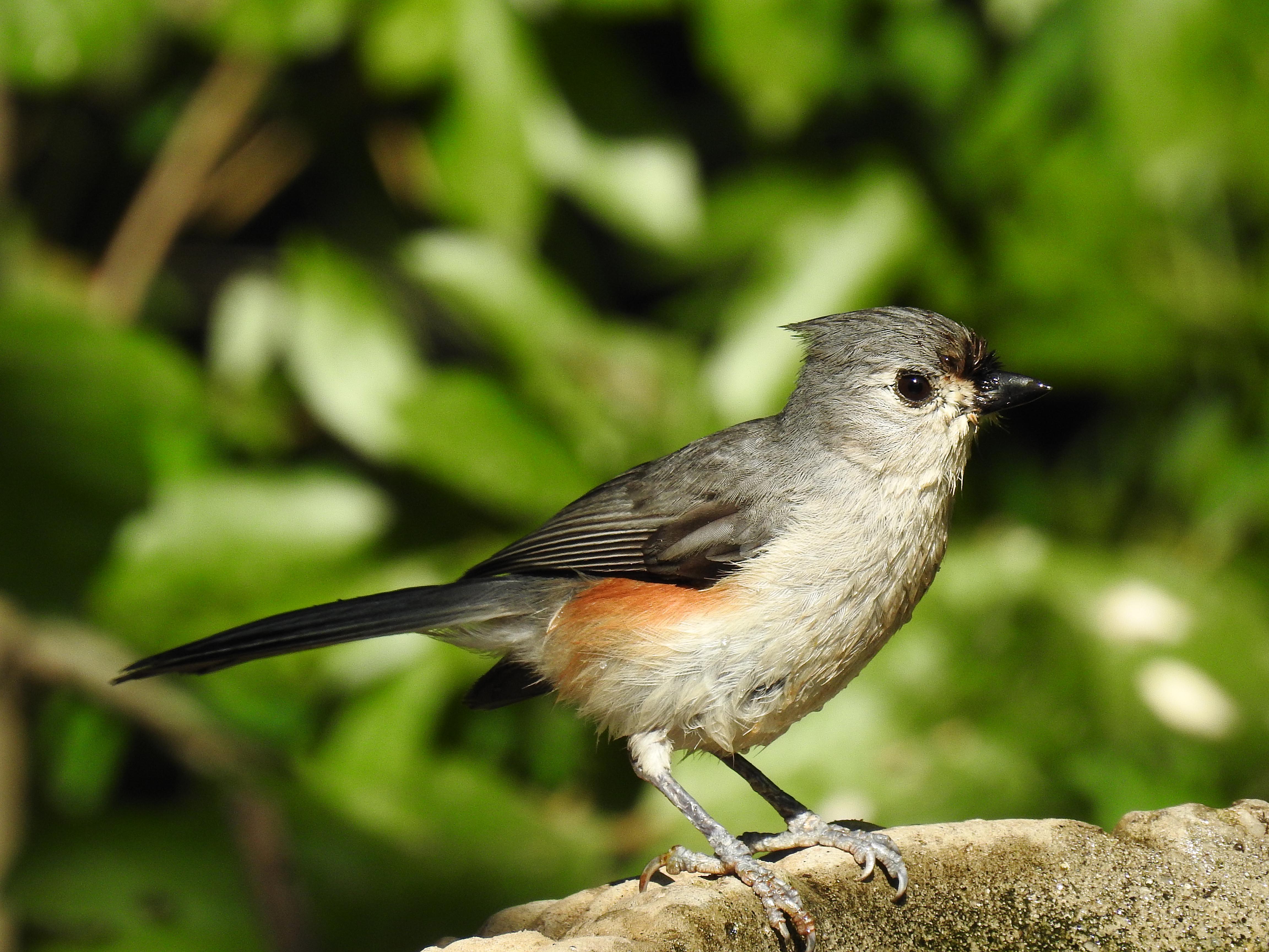 Tufted titmouse.jpg