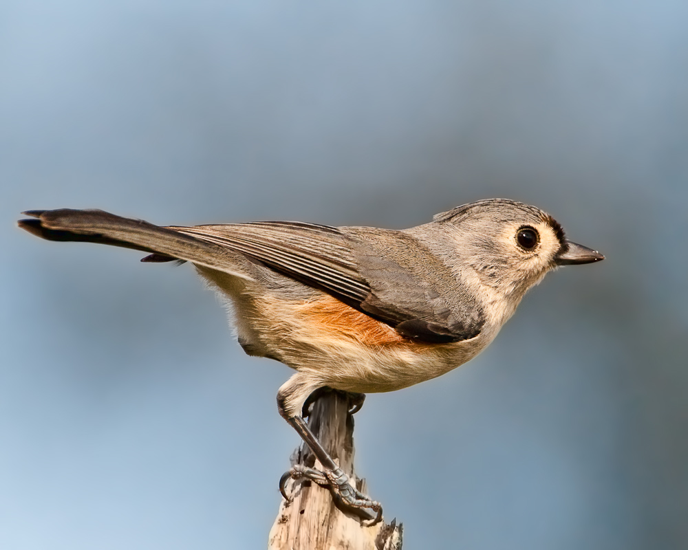 Tufted Titmouse