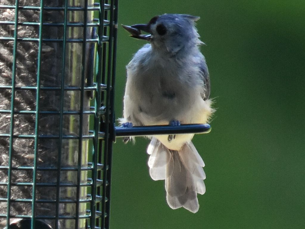 Tufted titmouse