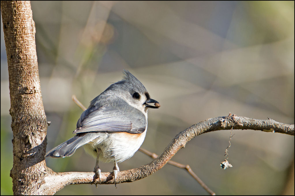 Tufted Titmouse