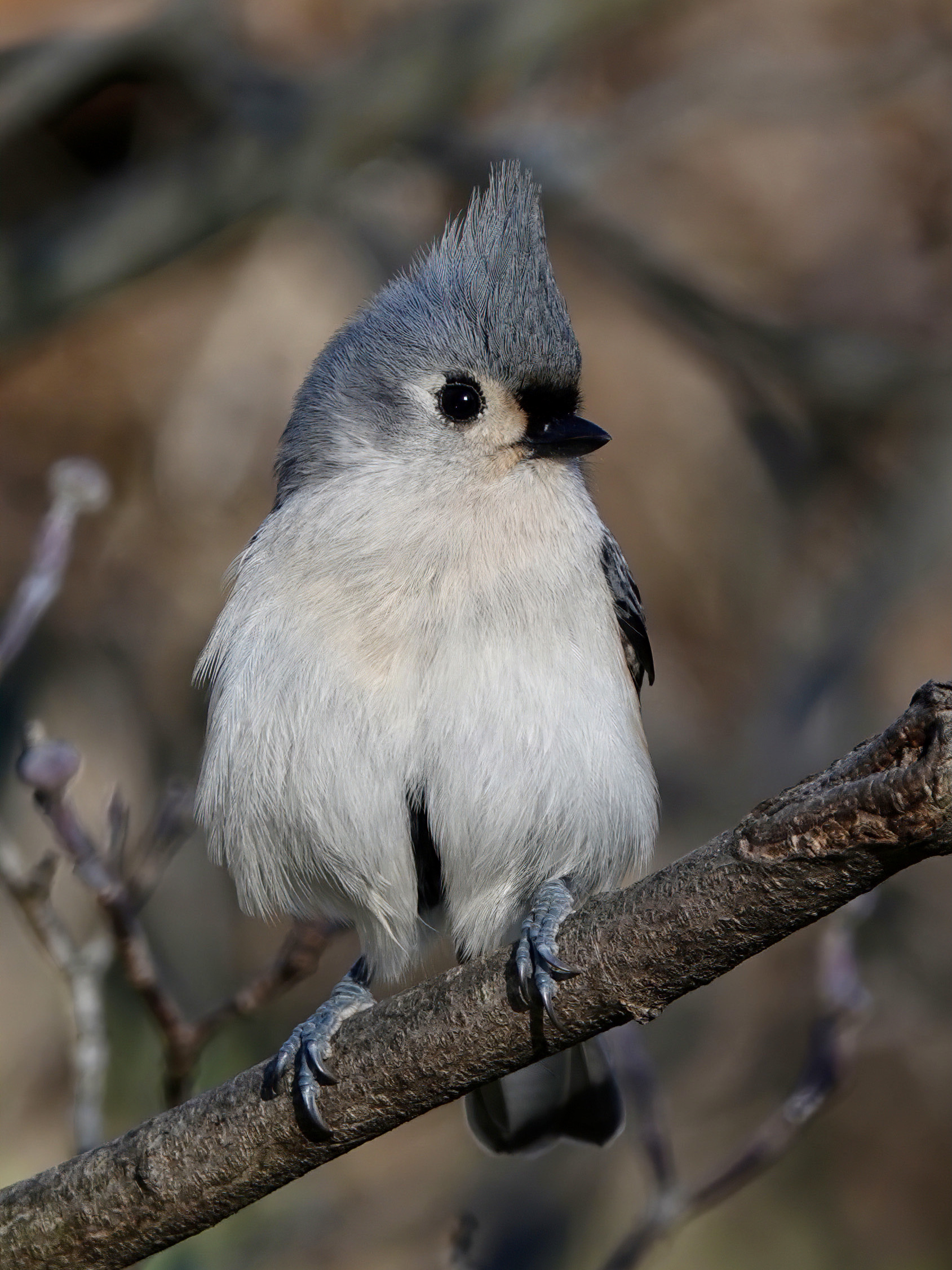 Tufted Titmouse