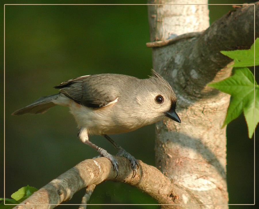 Tufted Titmouse