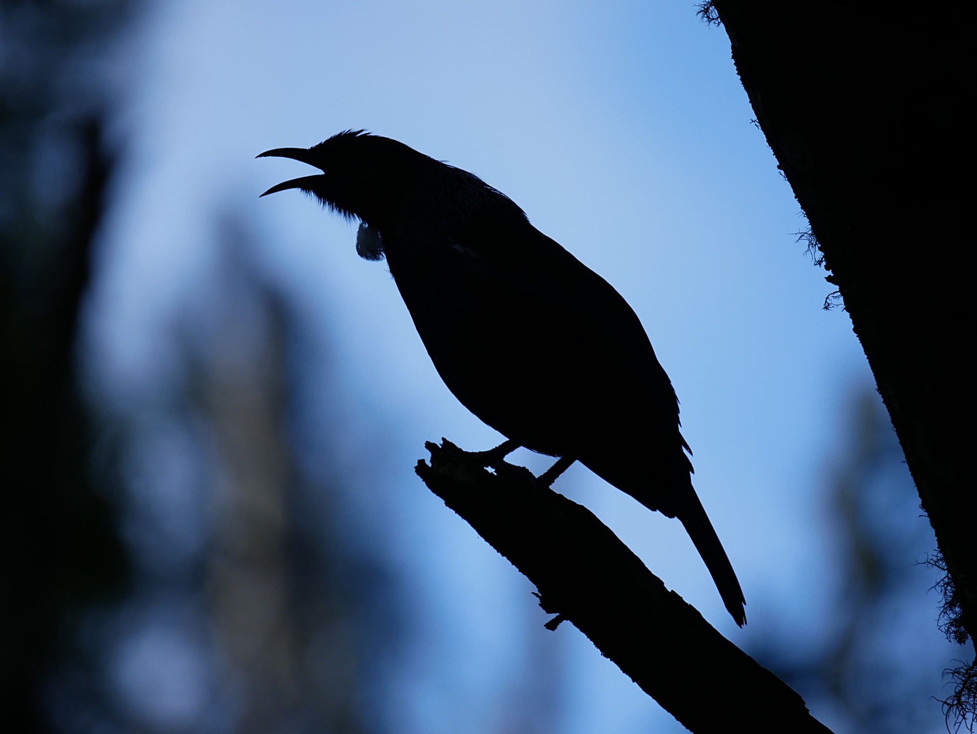 Tui