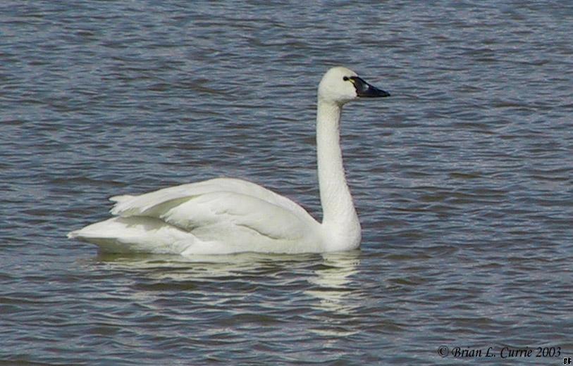 Tundra Swan