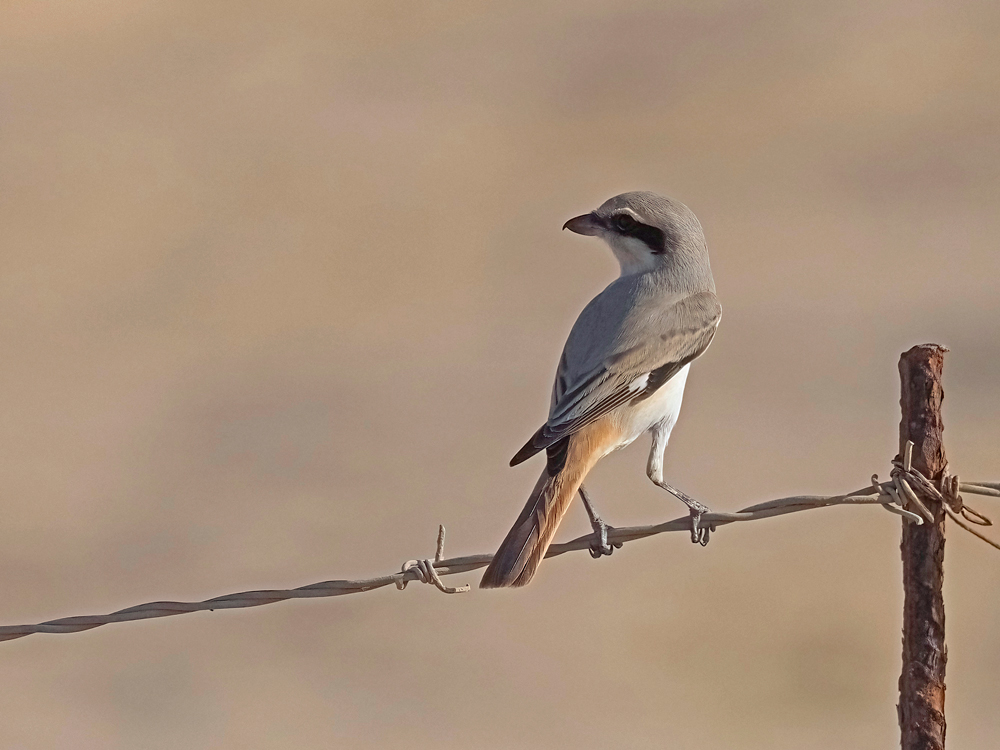 Turkestan shrike