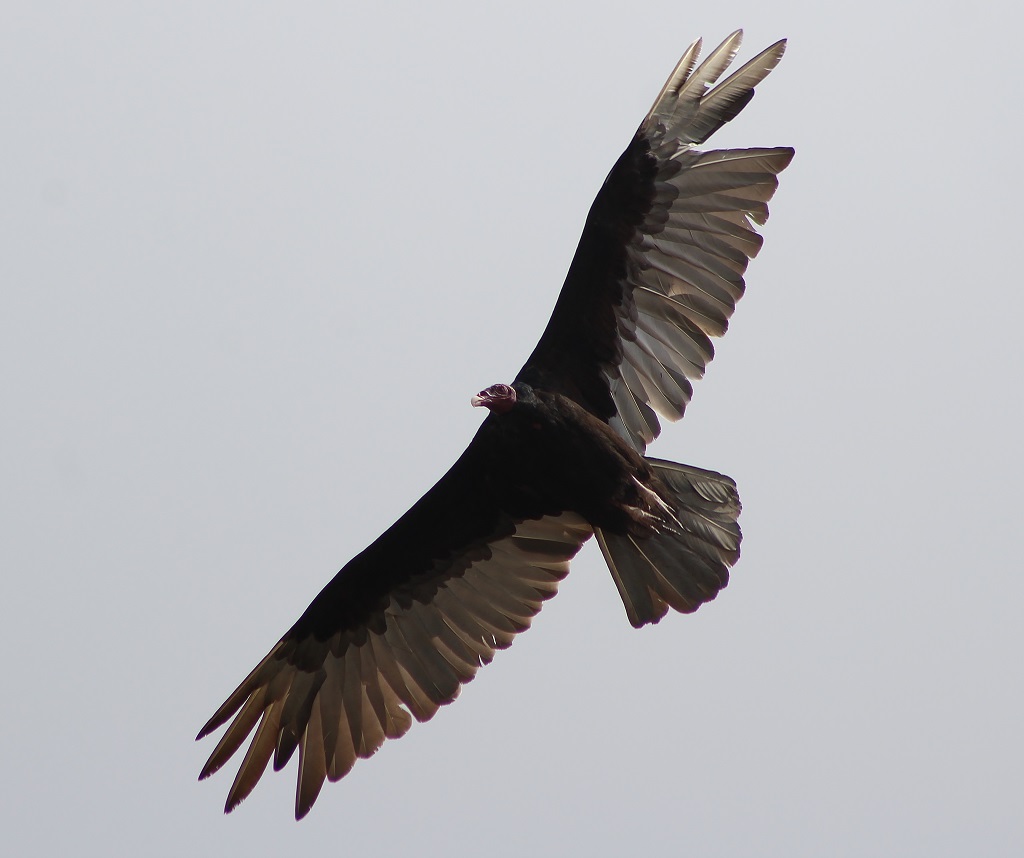 Turkey Vulture