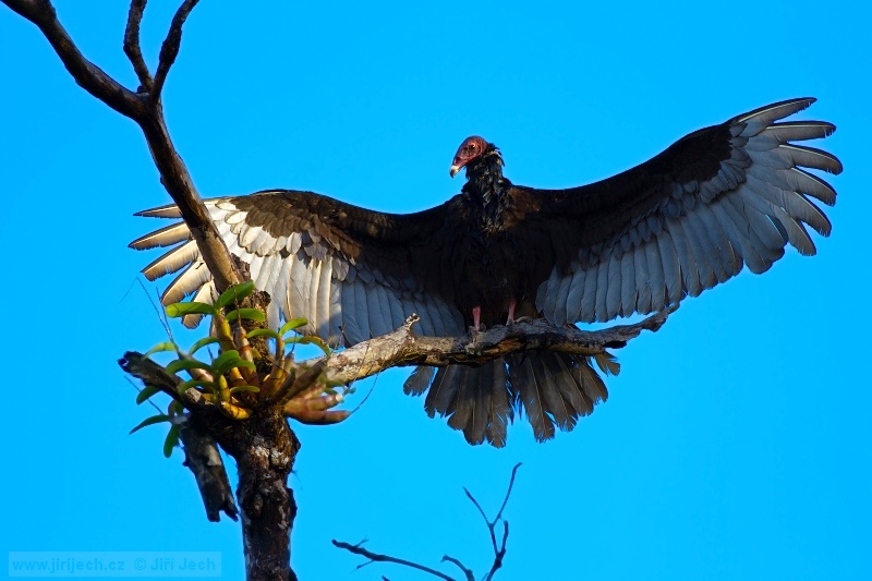 Turkey Vulture