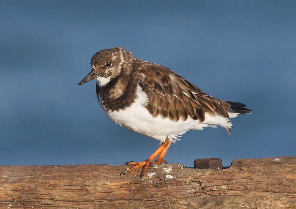 Turnstone