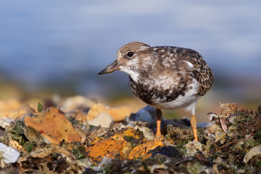 Turnstone