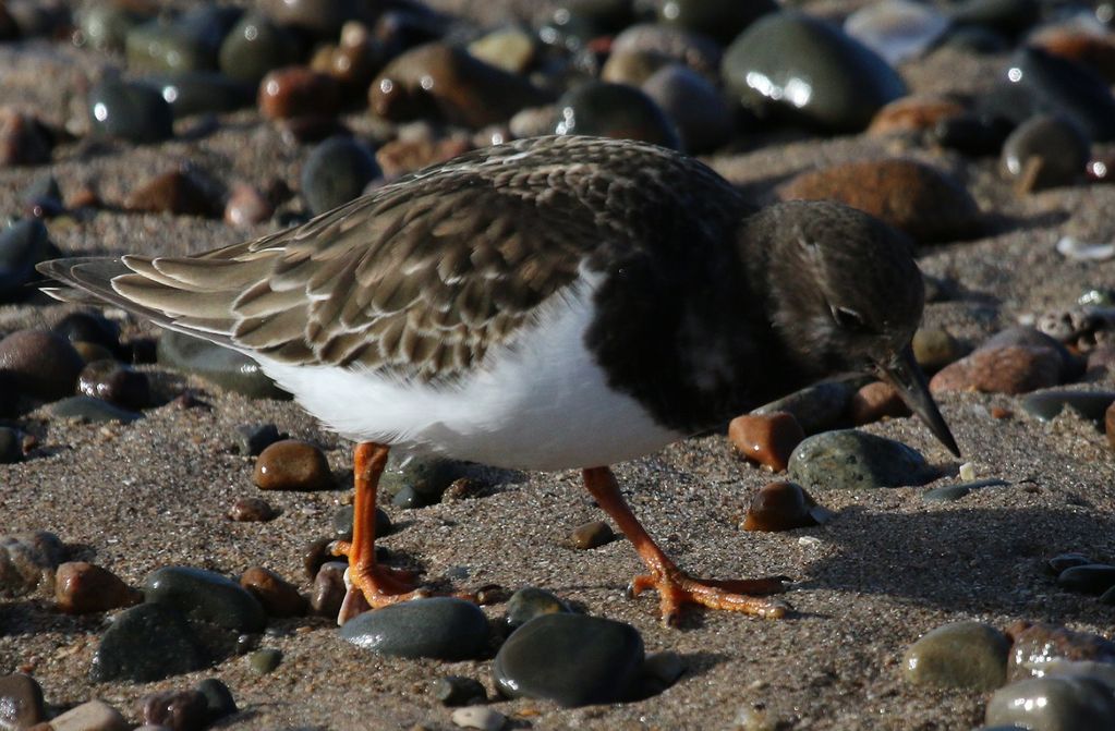 Turnstone