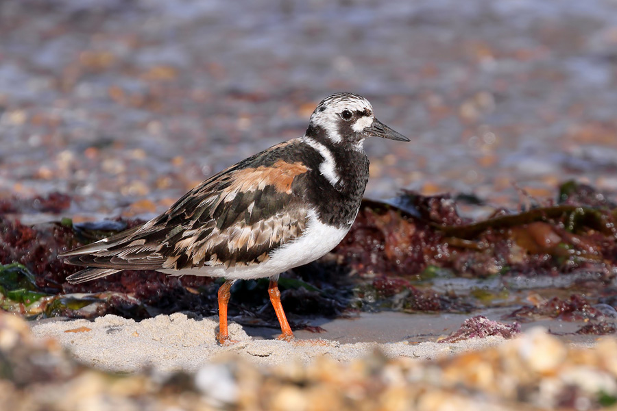 Turnstone