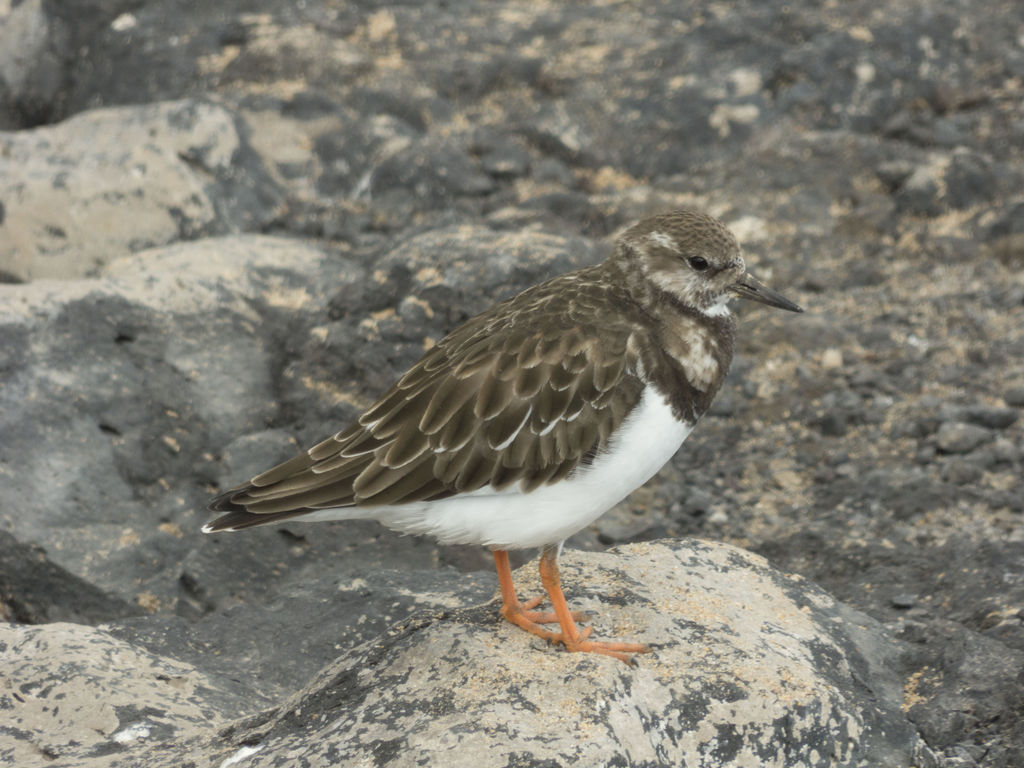 Turnstone