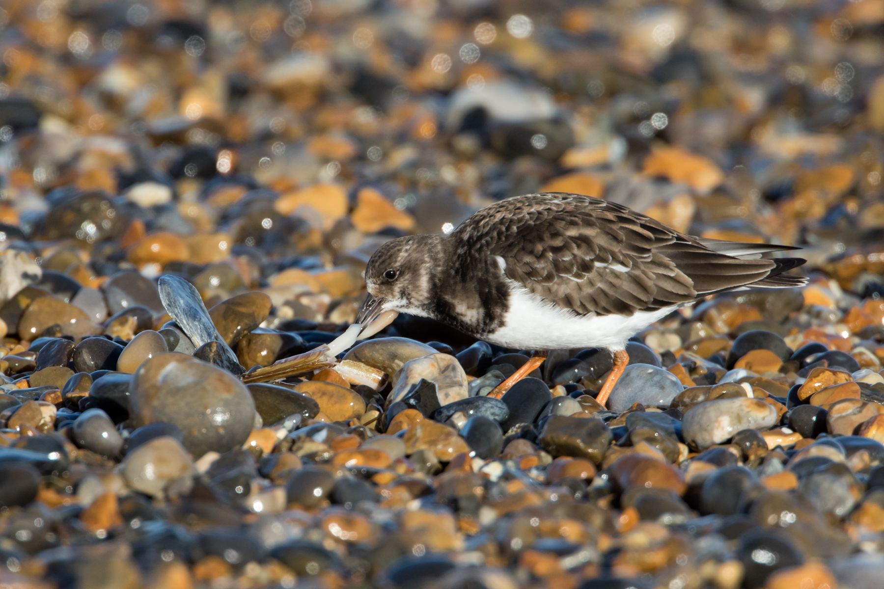 turnstone