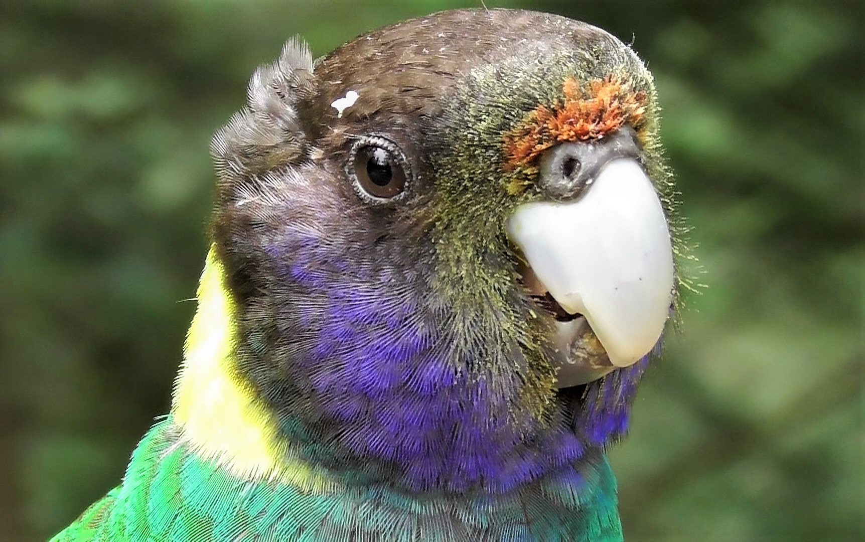 Twenty-eight Parrot