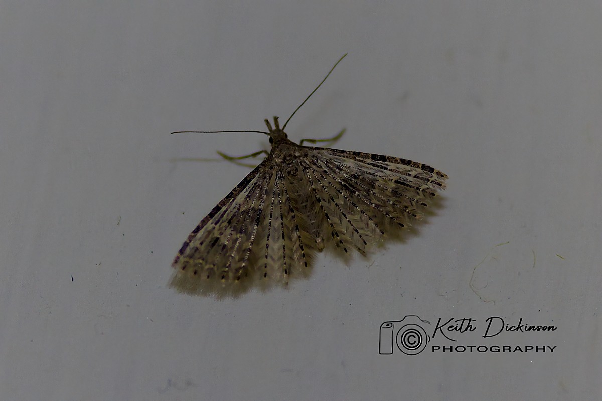 Twenty Plumed Moth