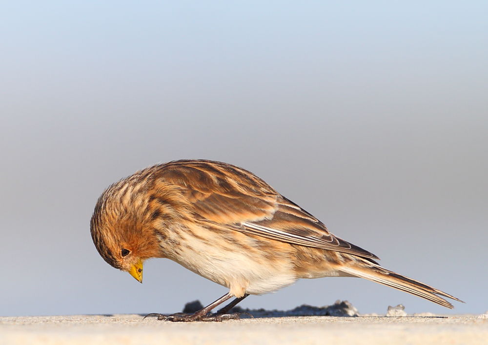 Twite