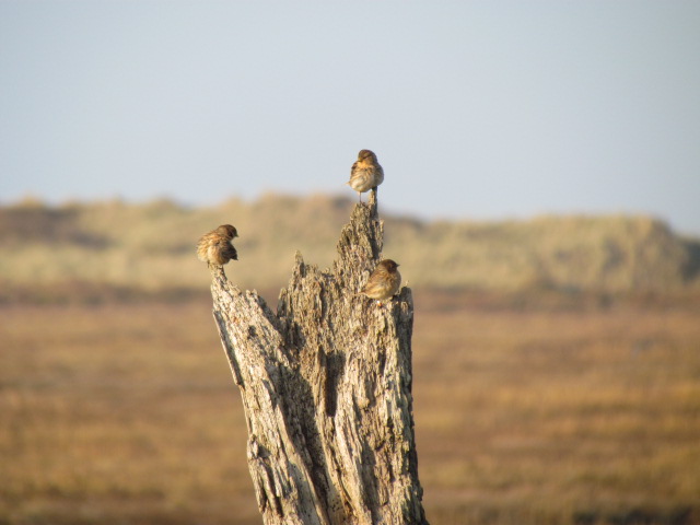 Twite