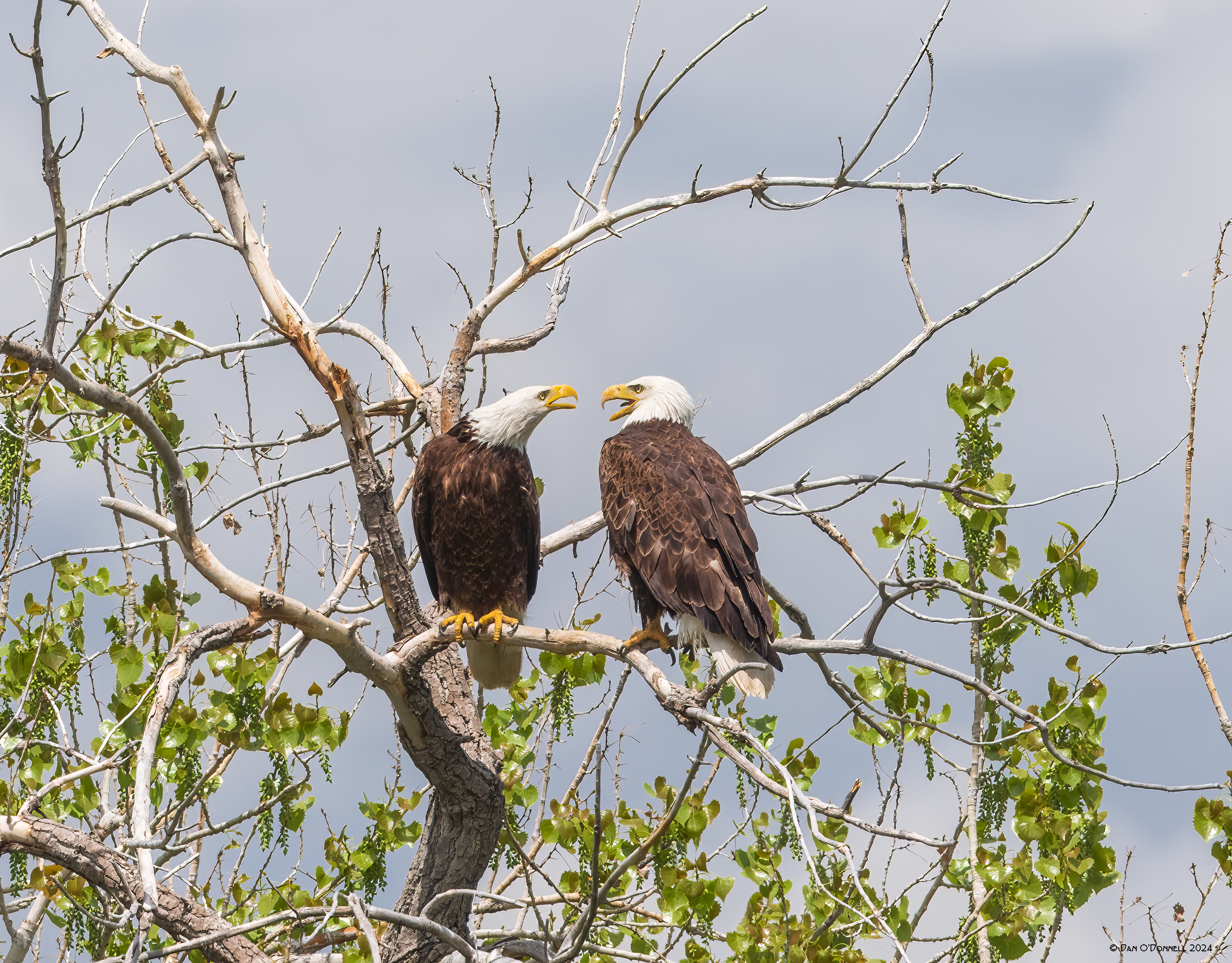 Two arguing eagles