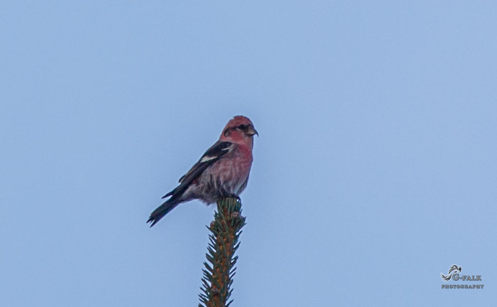 Two Barred Crossbill