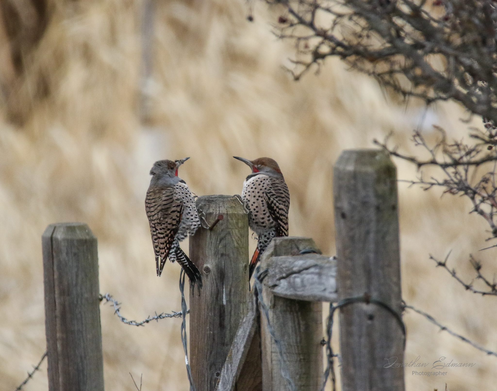 Two male Norther Red-Shafted Flickers