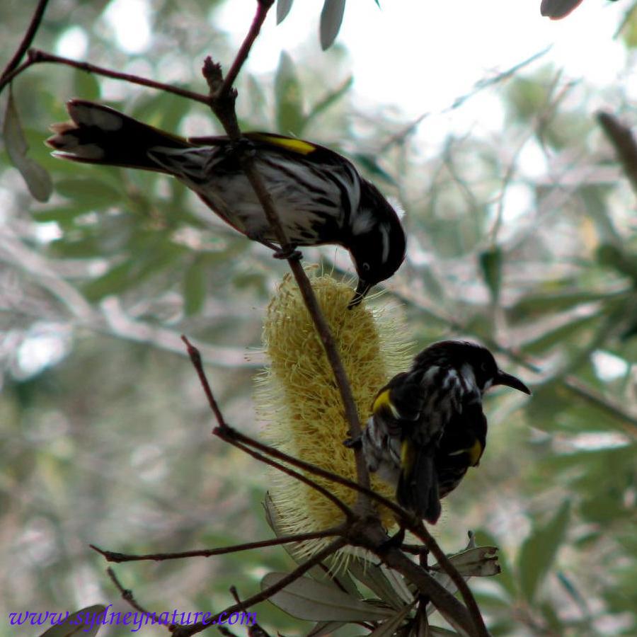 Two New Holland Honeyeaters