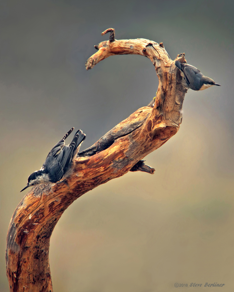 Two Nuthatches