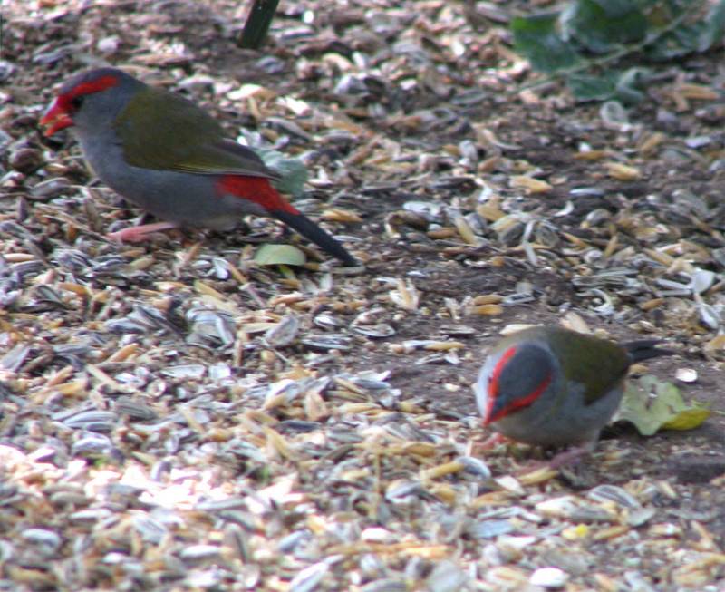 Two Red Browed Firetails
