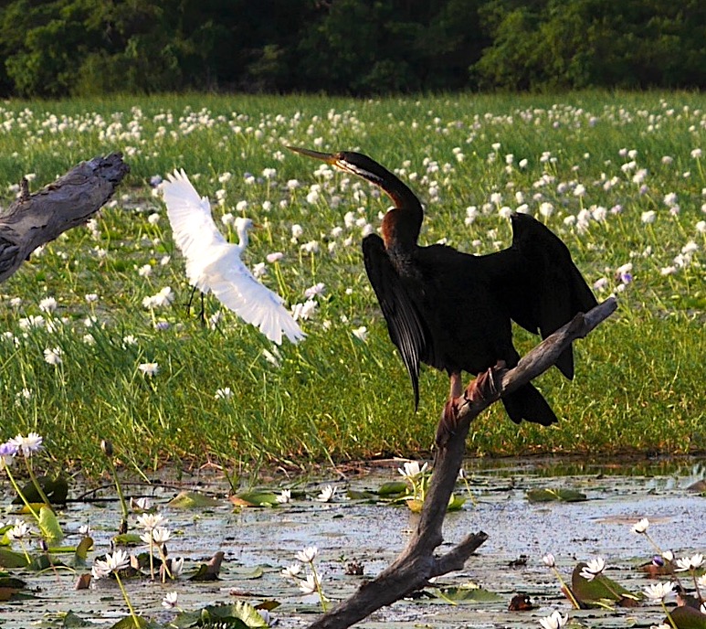 Twofer - Egret and Darter