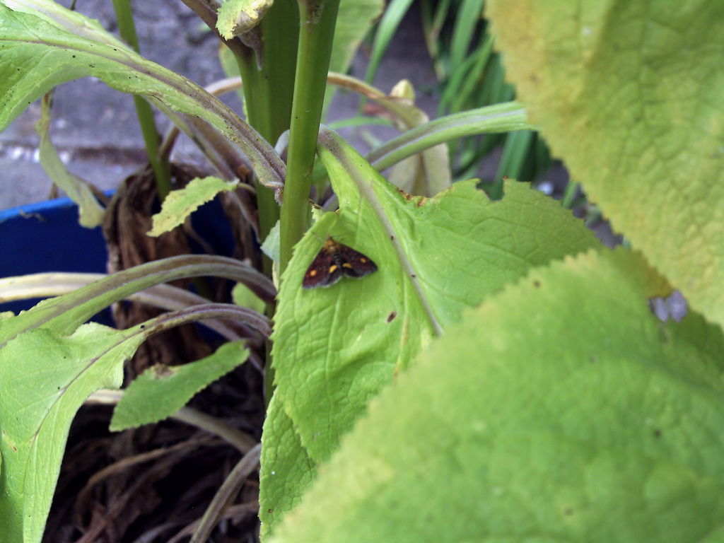 Unknown garden moth