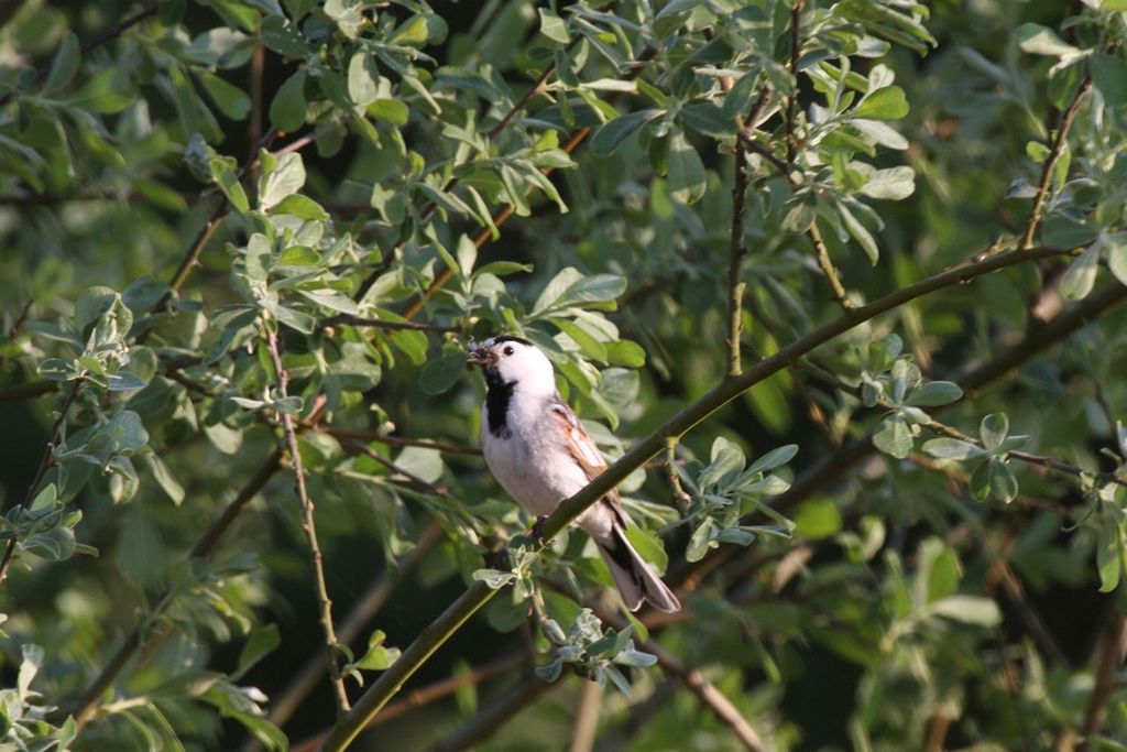 Unusually coloured reed Bunting