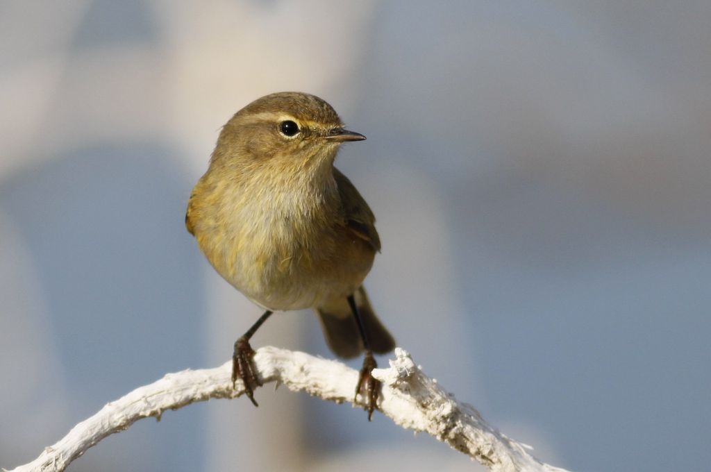 Up close with a Chiffchaff