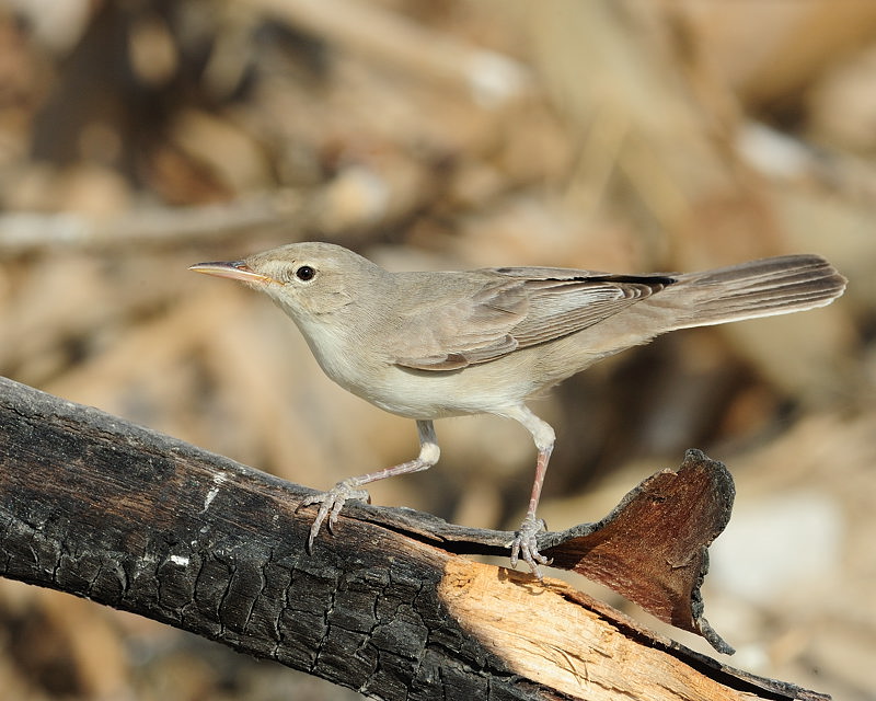 Upcher's warbler