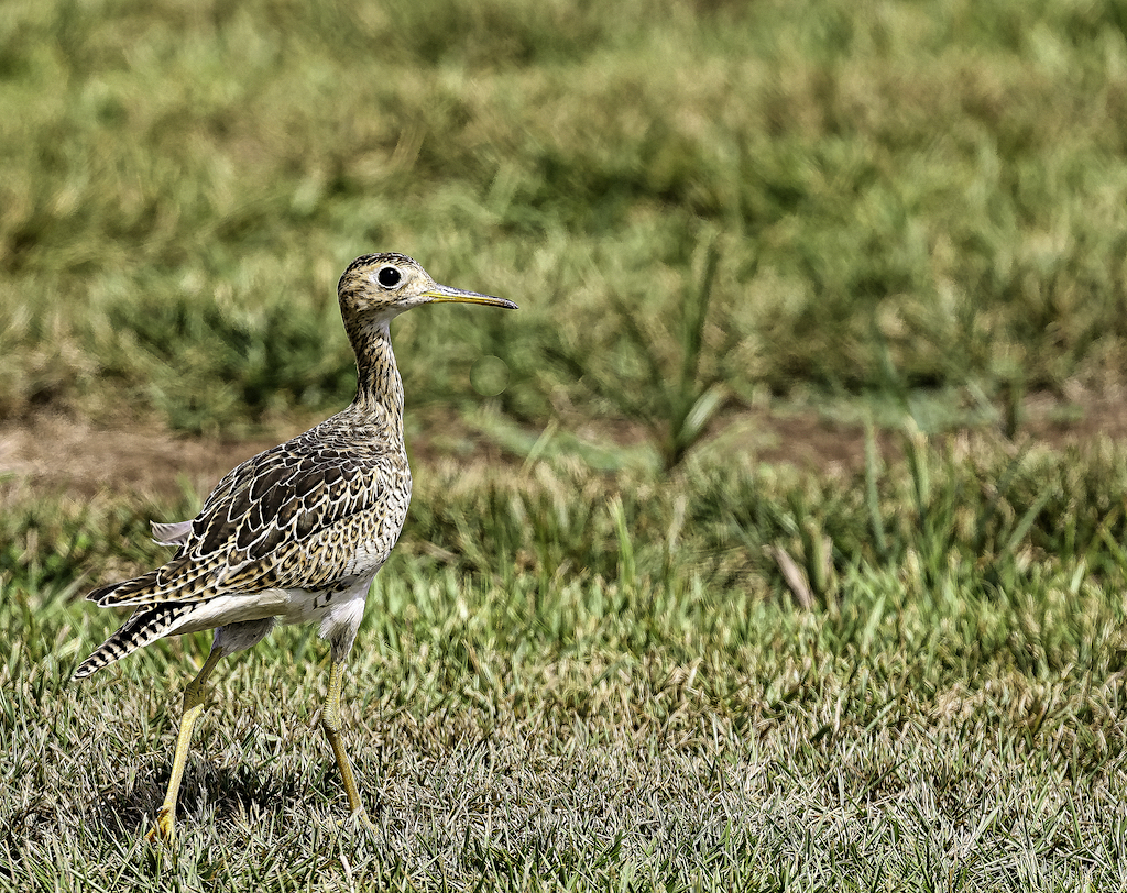 Upland Sandpiper.jpg