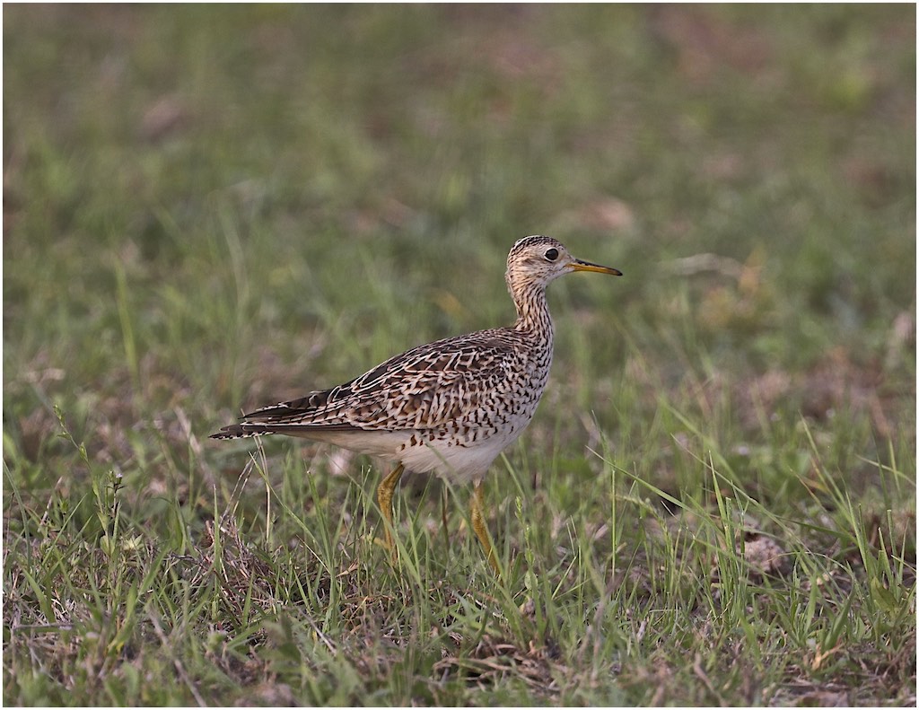 Upland Sandpiper