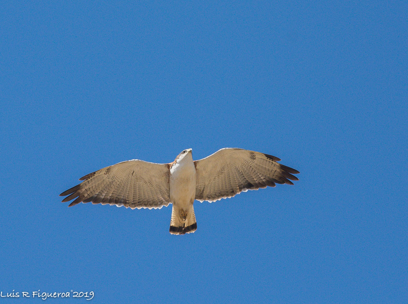 Variable Hawk Female